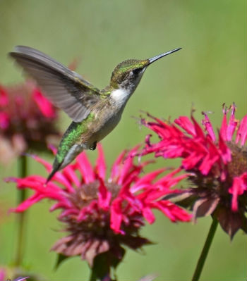 hummingbirdmonarda Butterfly and Hummingbird Garden Perennials