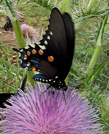 perennialbutterfly Butterfly and Hummingbird Garden Perennials