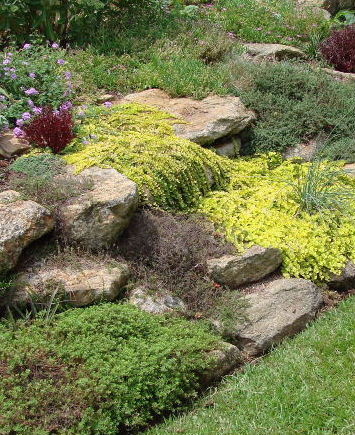 rockgarden Rock Garden Perennials