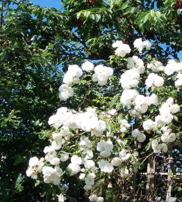 climbing_rose Vines that Flower