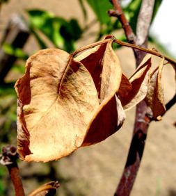 deadplant Hot, Dry Weather in the Garden