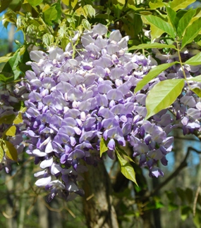 wisteria Vines that Flower