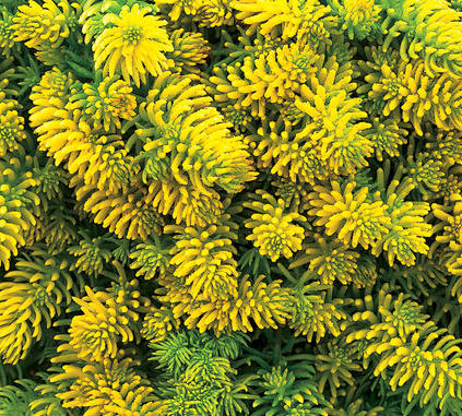 angelina_sedum_proven_winners Gold Foliage