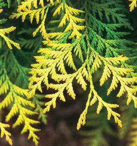 arborvitae_techny_gold_prides_corner Gold Foliage