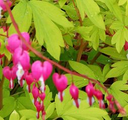 gold_heart_dicentra_garden_splendor Gold Foliage