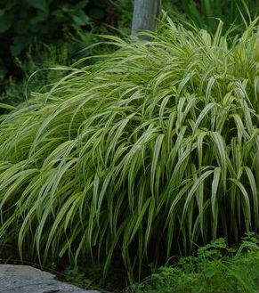 hakonechloa_prides_corner_farms Gold Foliage