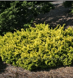 nana_aurescens_iseli_nursery Gold Foliage