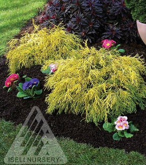 pisifera_gold_mop_iseli_nursery Gold Foliage