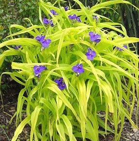 spiderwort_sweet_kate Gold Foliage