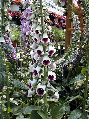 waltersgardens-lo1334-digitalis-purpureapam-s-choice Biennials