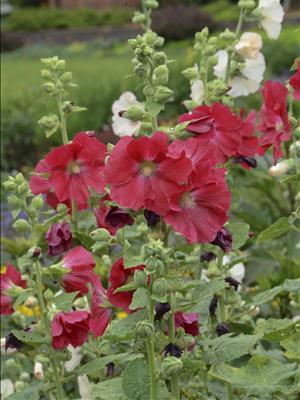 waltersgardens-lo19650-alcea-roseamars-magic Biennials