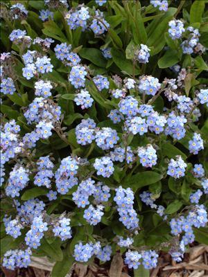 waltersgardens-lo3810-myosotis-sylvaticaroyal-blue-compact Biennials