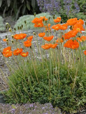 waltersgardens-lo8369-papaver-summer-breeze-series-orange Biennials