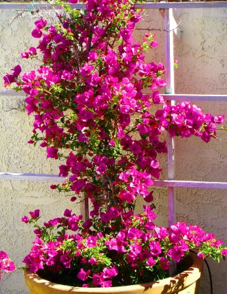 bouganvillacontainer Passion on the Patio!