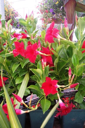 mandevilla Passion on the Patio!