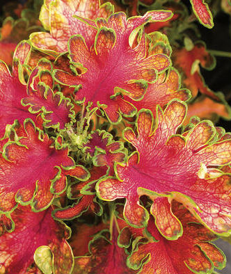 coleus_ruffles_copper_proven_winners No Sweat Winners