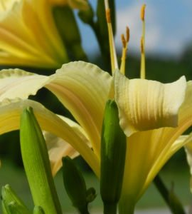 happy_returns_daylily Daylilies - Reblooming 'Returns'