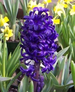 hyacinth_easter_greenhouse Easter Plant Care