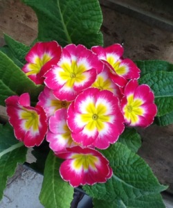 primrose_easter Easter Plant Care