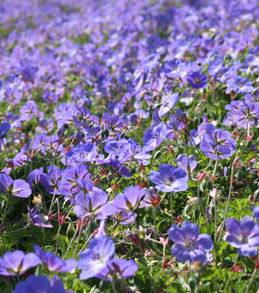 rozanne_geranium_centerton_nursery No Sweat Winners