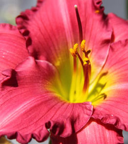 dynamite_returns_daylily_centerton Daylilies - Reblooming 'Returns'