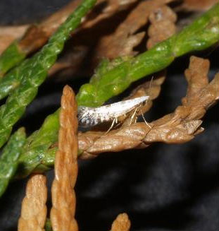 leaf_miner_mothlike Arborvitae Leafminer