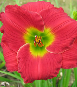 red_hot_returns_centerton Daylilies - Reblooming 'Returns'