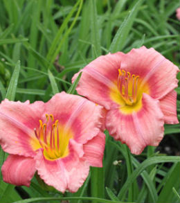 rosy_returns_daylily_centerton Daylilies - Reblooming 'Returns'