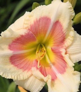 sweetheart_returns_centerton Daylilies - Reblooming 'Returns'