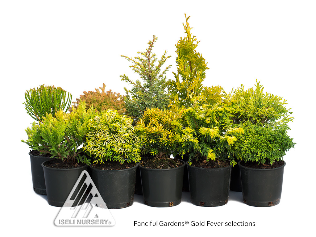 FG-Pack-1506-GoldFever-1024x768 Conifers