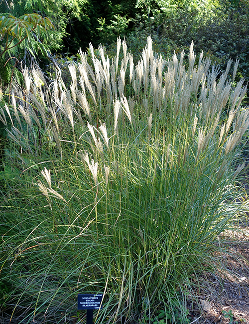 Ornamental Grasses | Faddegon's Nursery - Latham, NY