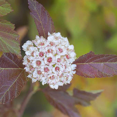 Garden Notebook – Natural Charm Entry | Faddegon's Nursery - Latham, NY