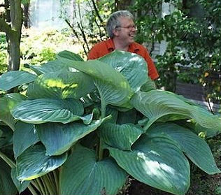 Hosta Wu – Wow!