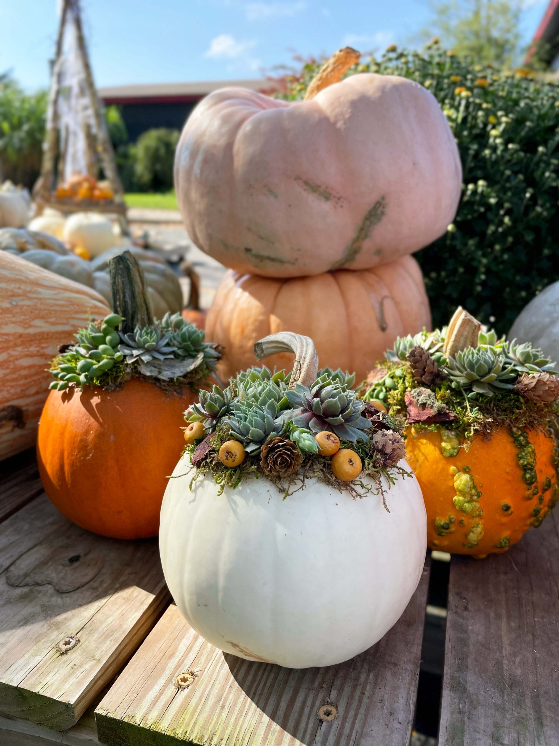 Succulent Pumpkin Care