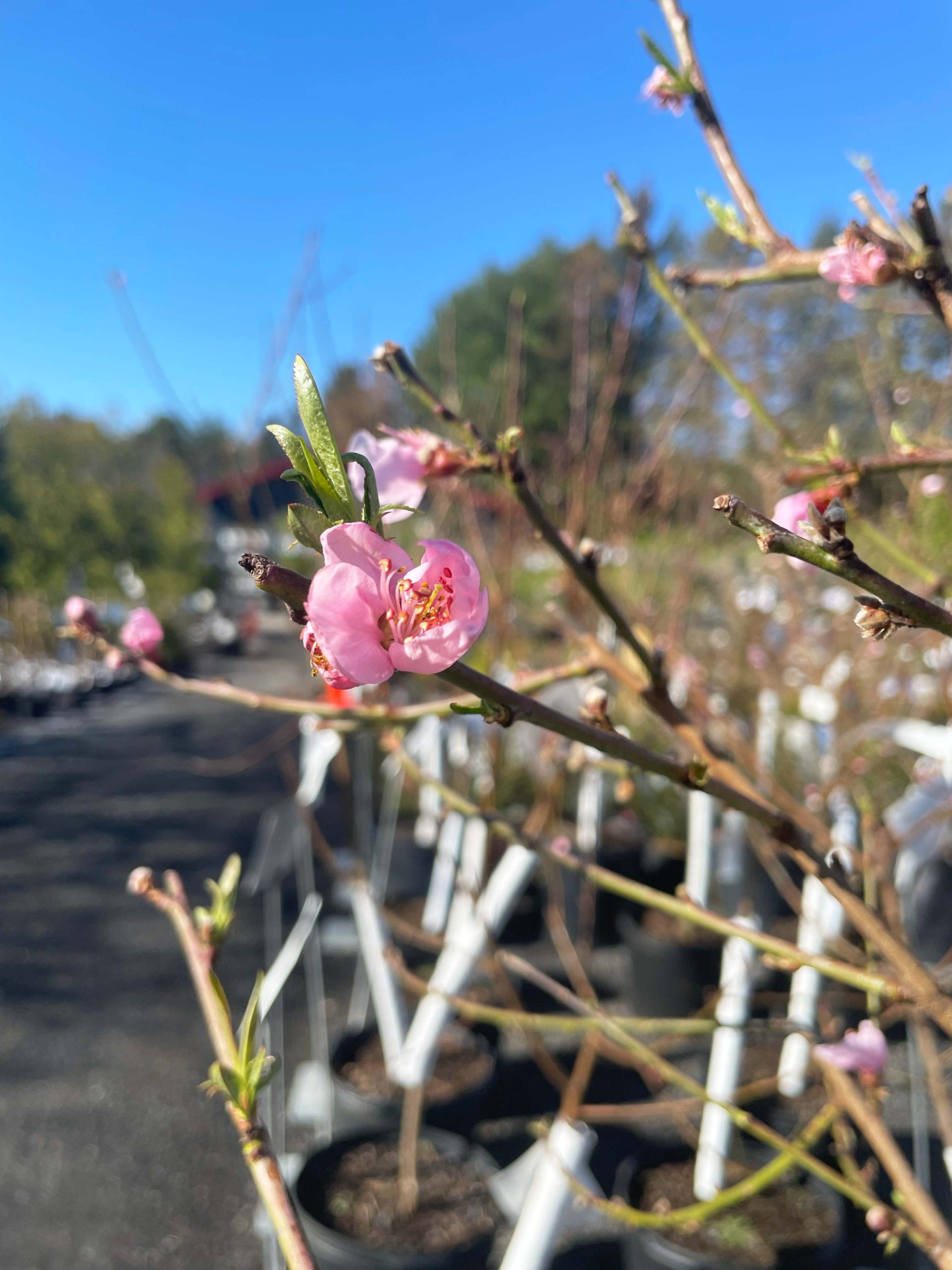 Fruit tree Planting & Care Tips