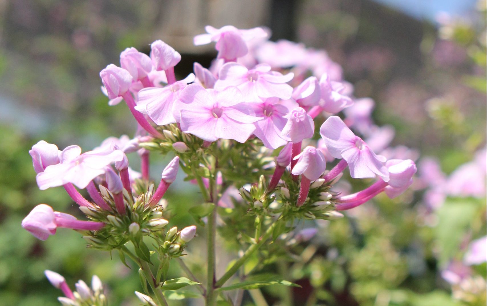 June Garden Tips