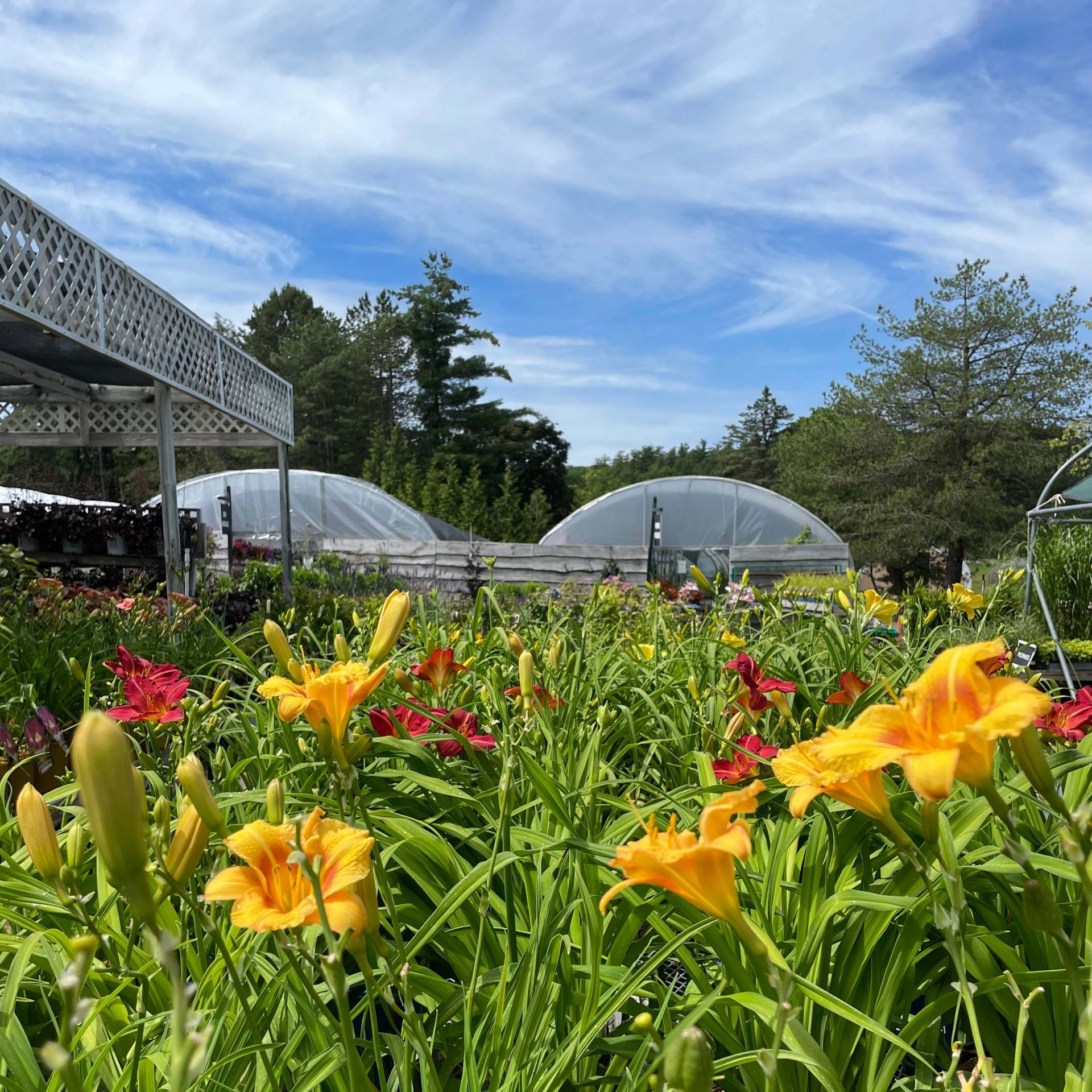 Dividing Irises & Daylilies