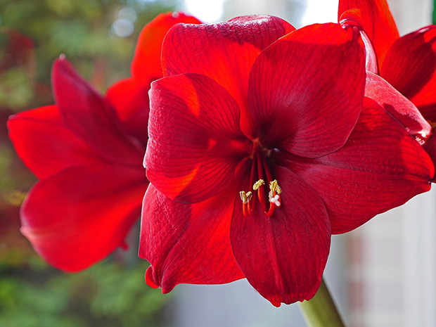 How to Force Paperwhites & Amaryllis