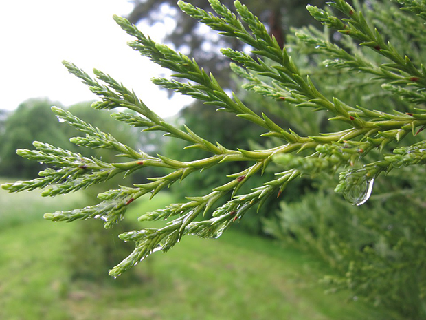 Arborvitae Leafminer