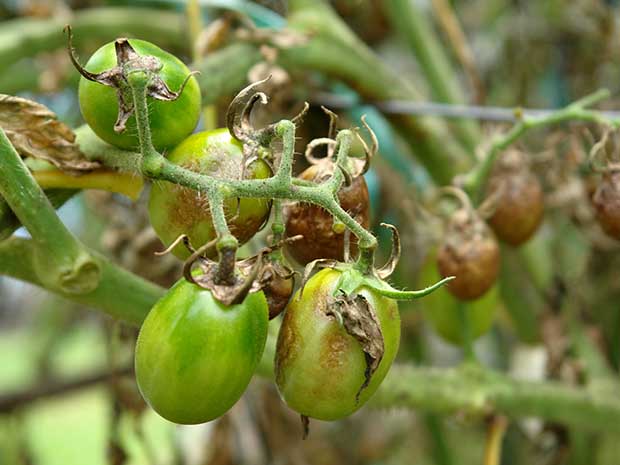 Tomato Blight