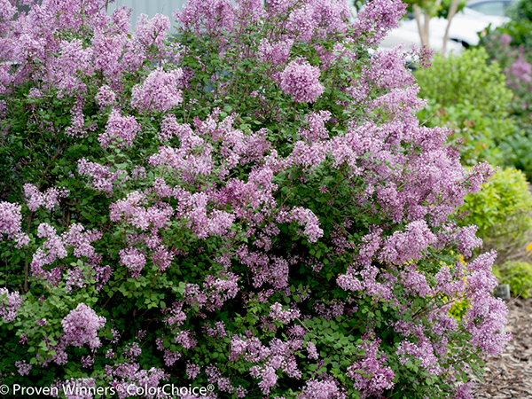 Lilacs Repeat Bloomers