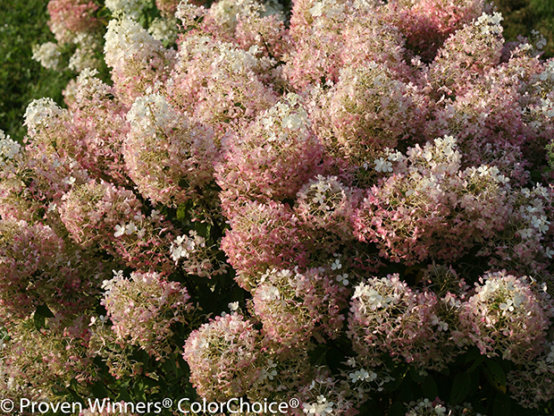 Hydrangea ‘Bobo’