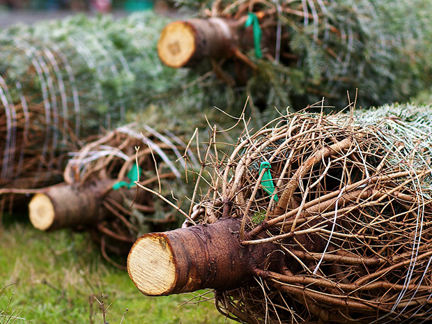 Cut Christmas Tree Care