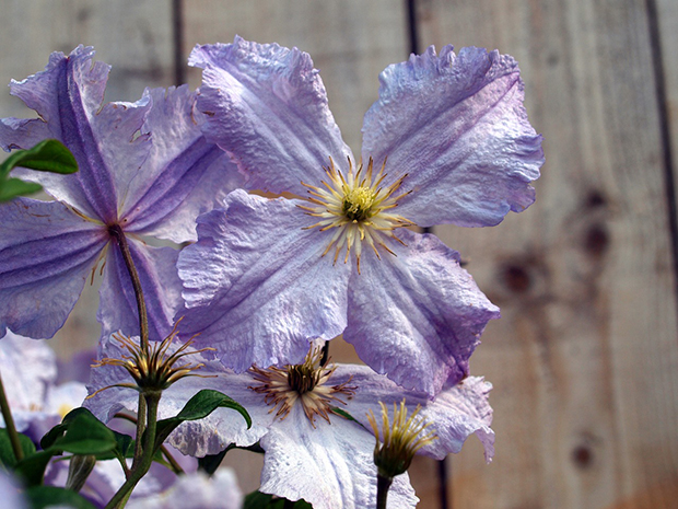 Clematis Wilt