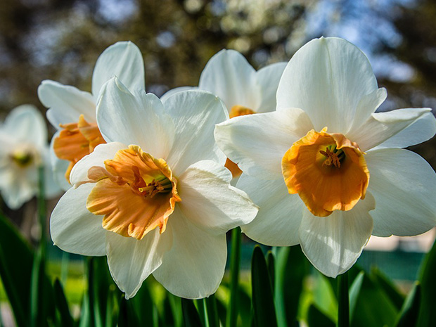 Planting Times for Bulbs