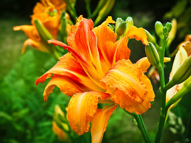 Daylily Companions