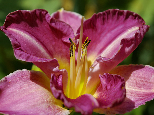 Daylilies – Reblooming ‘Returns’