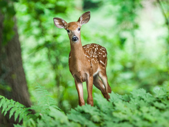 Deer Resistant Plants