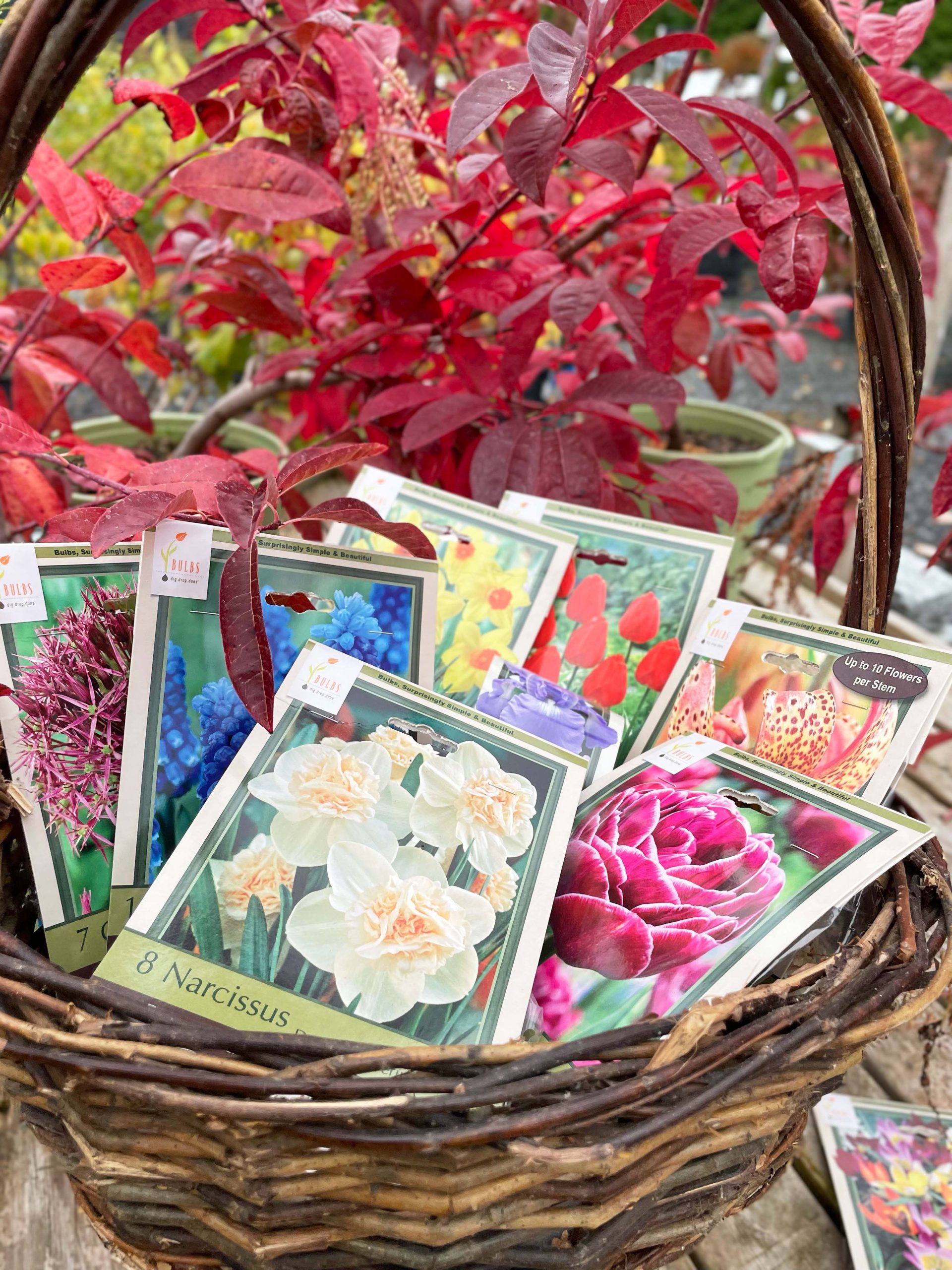 Fall Bulb Planting Tips