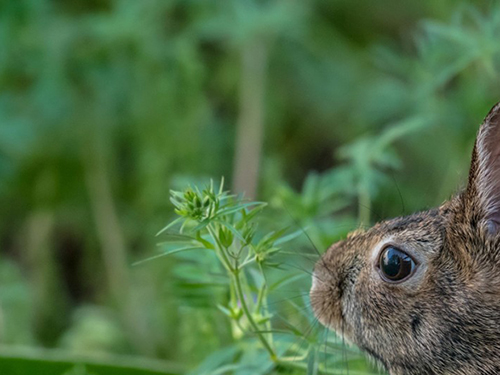 Plants That Rabbits Don’t Prefer